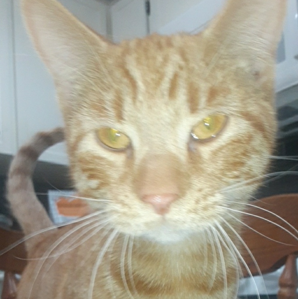 Meet your Posher, Olive